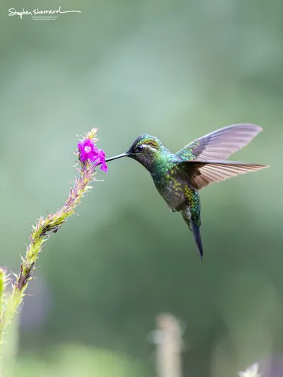 Hummingbirds of Costa Rica